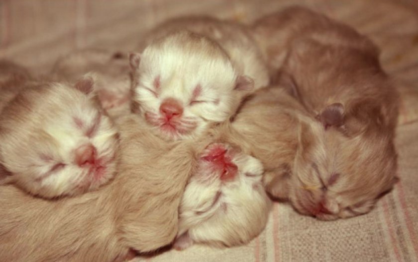 Когда котята открывают глаза после рождения: особенности у разных пород.  Через сколько дней питомцы начинают видеть окружающий мир