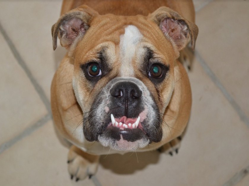 Английский бульдог Английский бульдог