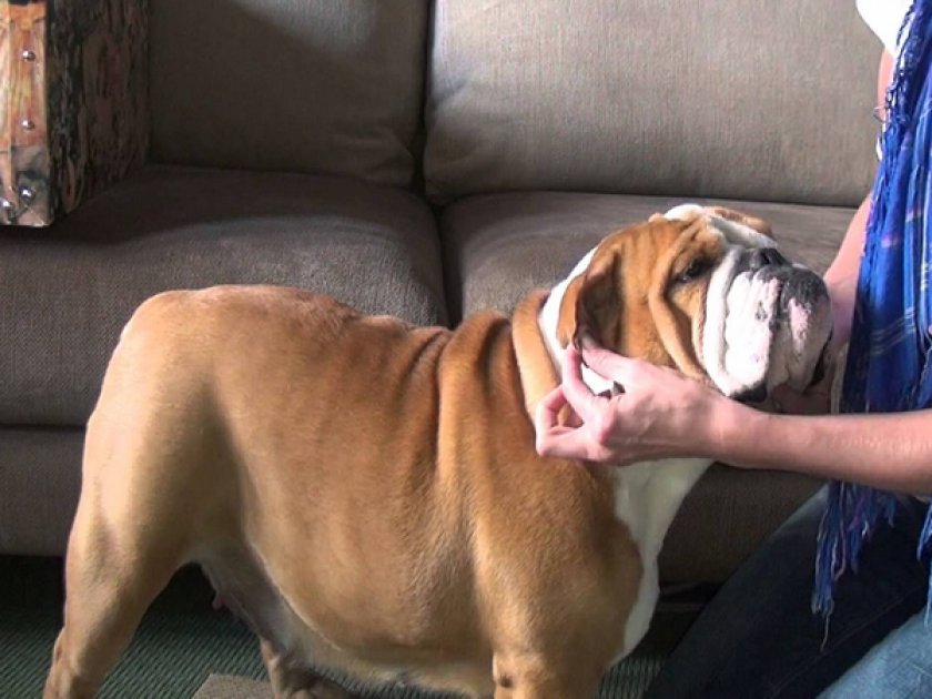 Английский бульдог Английский бульдог