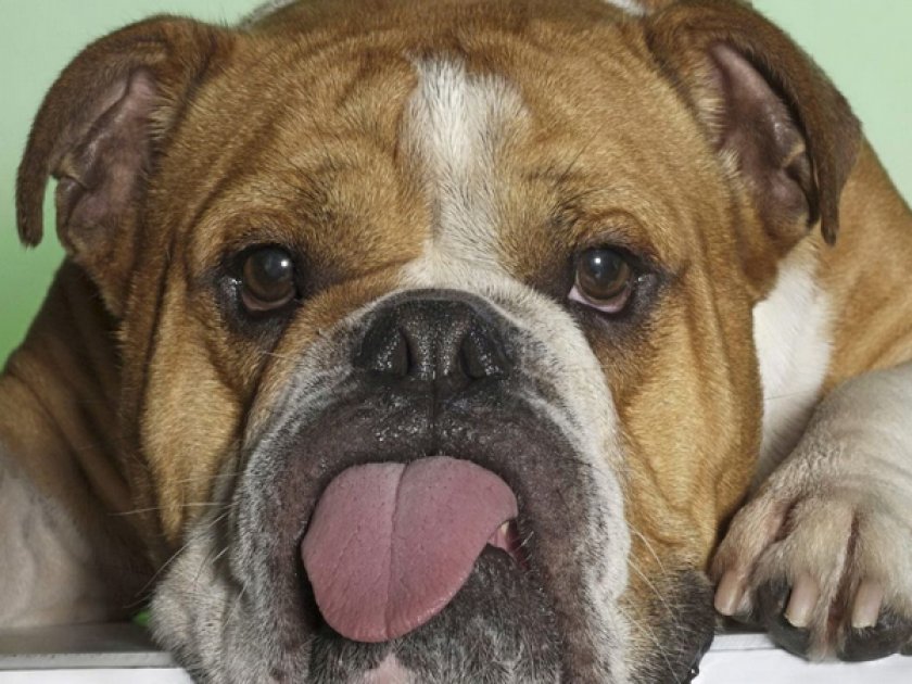 Английский бульдог Английский бульдог