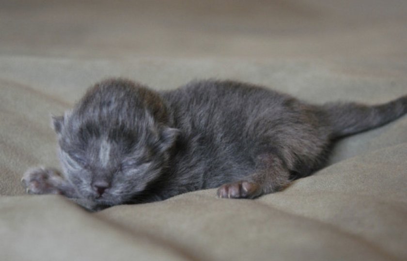 Особенности развития зрения у некоторых пород