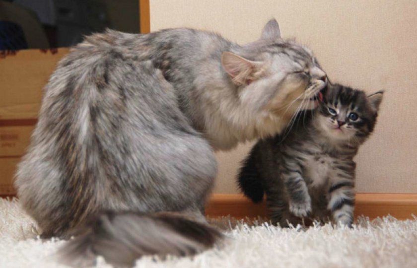 Уход за глазками