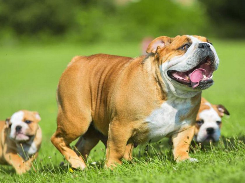 Прогулки Прогулки