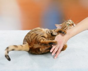 Кусачая кошка