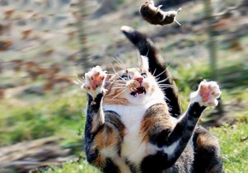 Умение «добывать» себе еду