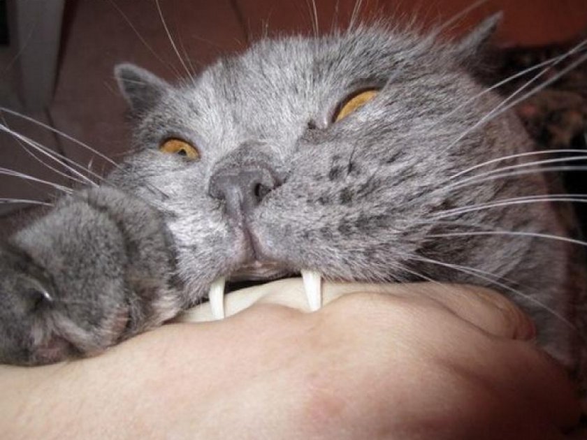Кусачая кошка
