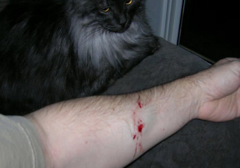 Травма после укуса кошки