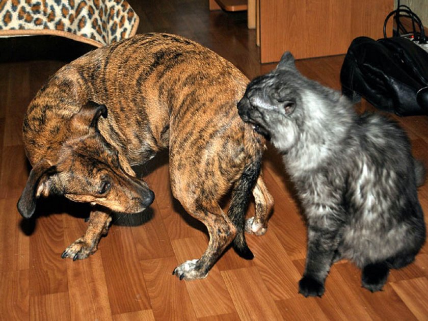 Чужая собака