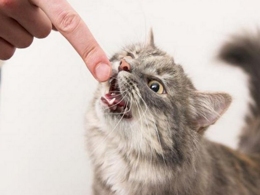 Кусачий котенок