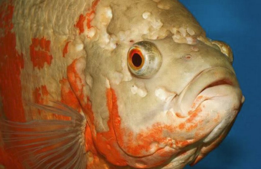 Болезни Рыб Симптомы Фото Лечение