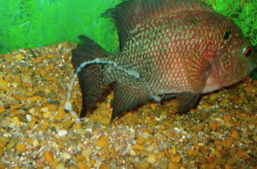 Характеристика возбудителя