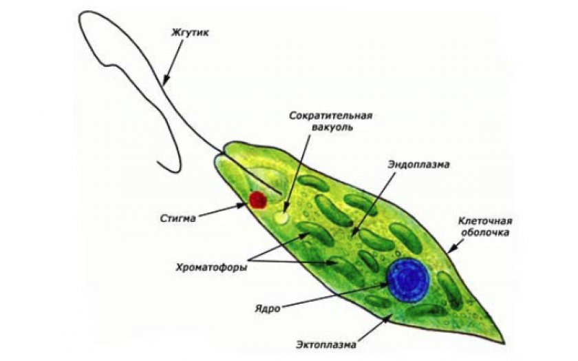 Характеристика возбудителя