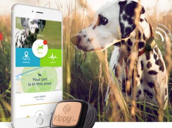 Назначение и особенности использования ошейника с GPS для собак