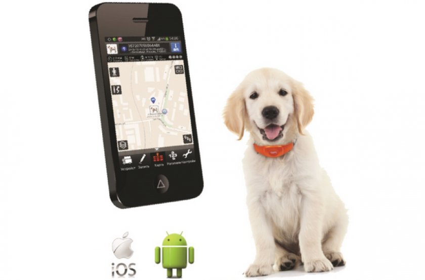 Ошейник с GPS Ошейник с GPS