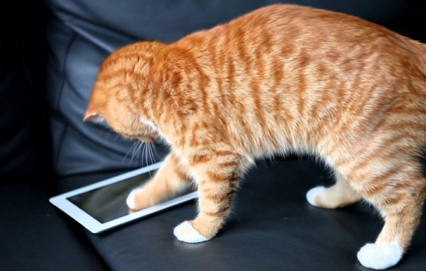 Лучшее видео для кошек: топ 10 игр на экране компьютера или планшета для  вашего питомца