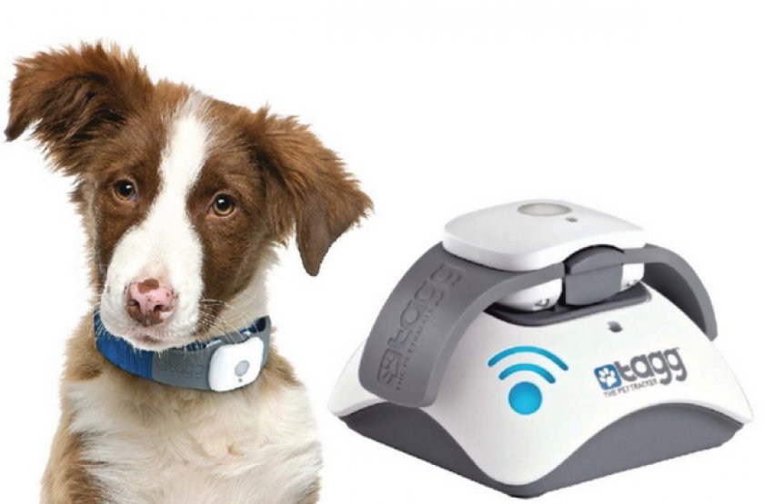 Tagg GPS Pet Tracker Tagg GPS Pet Tracker