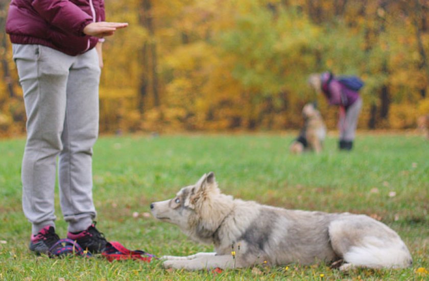 Команда «Лежать!»