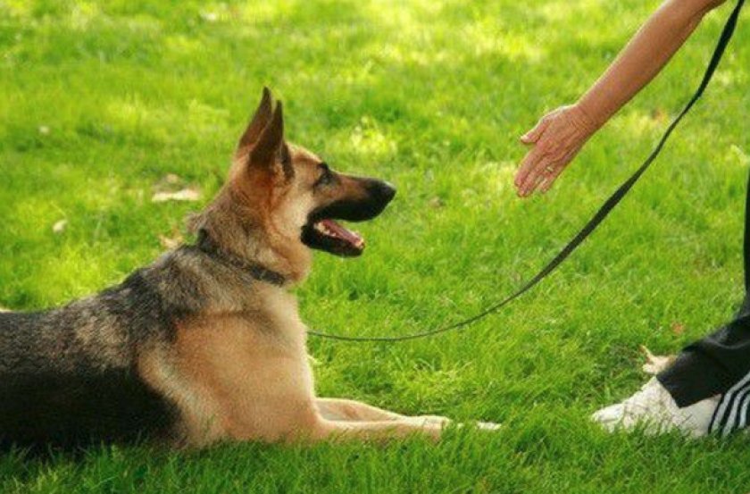 Команда «Лежать!»