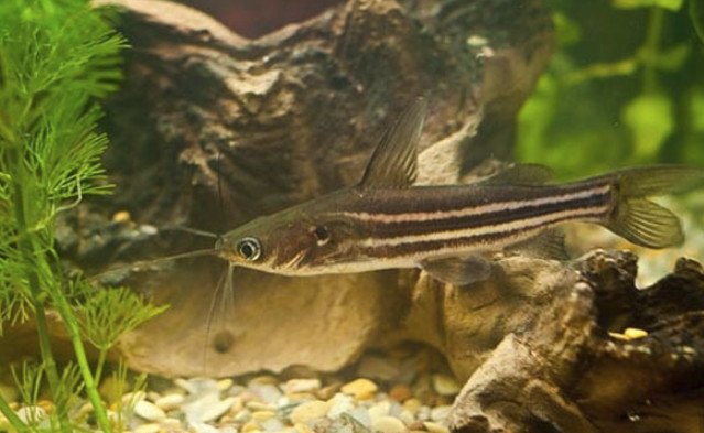 Сомик касатка. Косатка сиамская (Leiocassis Siamensis) — иллюстрация 2