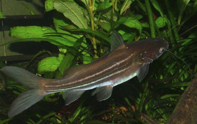 Сомик касатка. Косатка сиамская (Leiocassis Siamensis) — иллюстрация 3