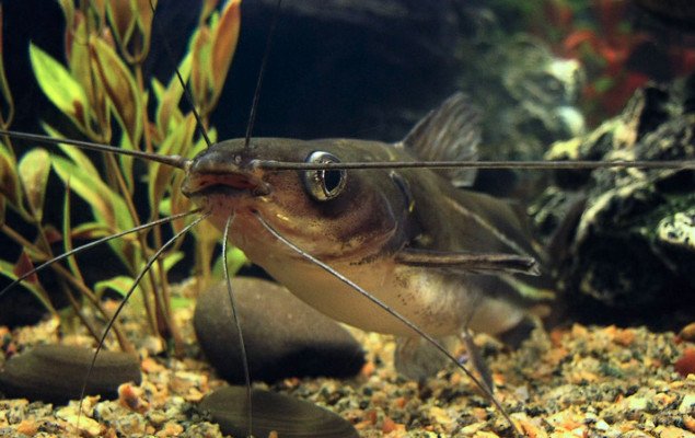 Сомик касатка. Косатка сиамская (Leiocassis Siamensis) — иллюстрация 4