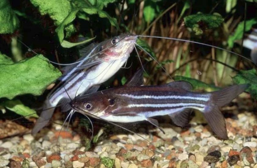 Размножение