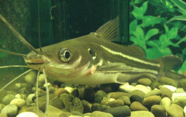 Сомик касатка. Косатка сиамская (Leiocassis Siamensis) — иллюстрация 5