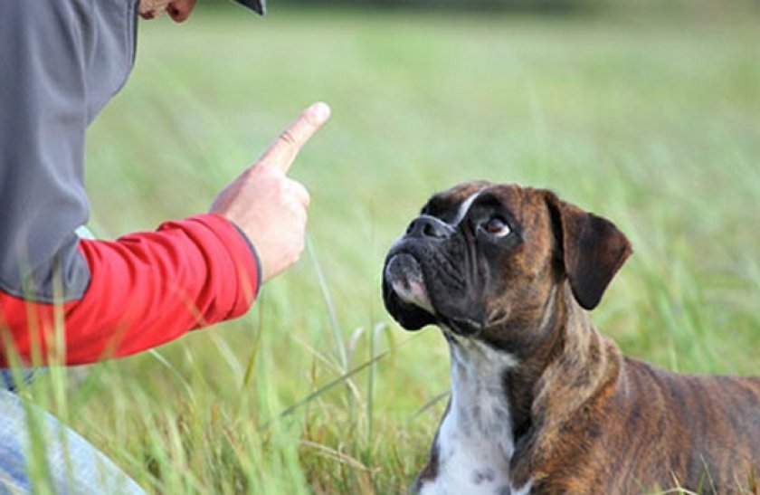 Команда «Лежать!» Команда «Лежать!»
