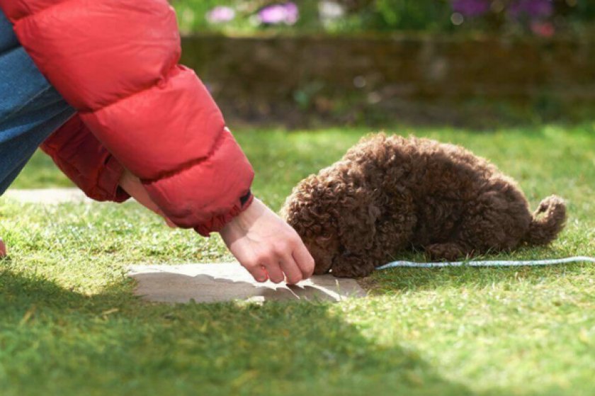 Обучение собаки команде «Лежать!»