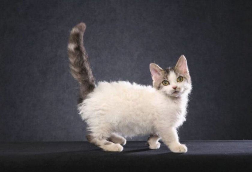 История происхождения