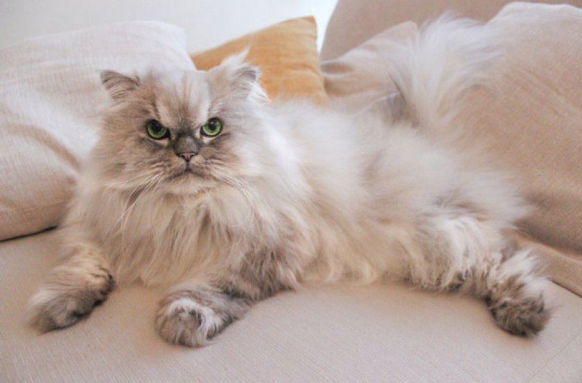 История происхождения