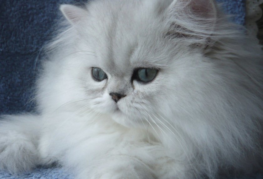 Характер и образ жизни Характер и образ жизни