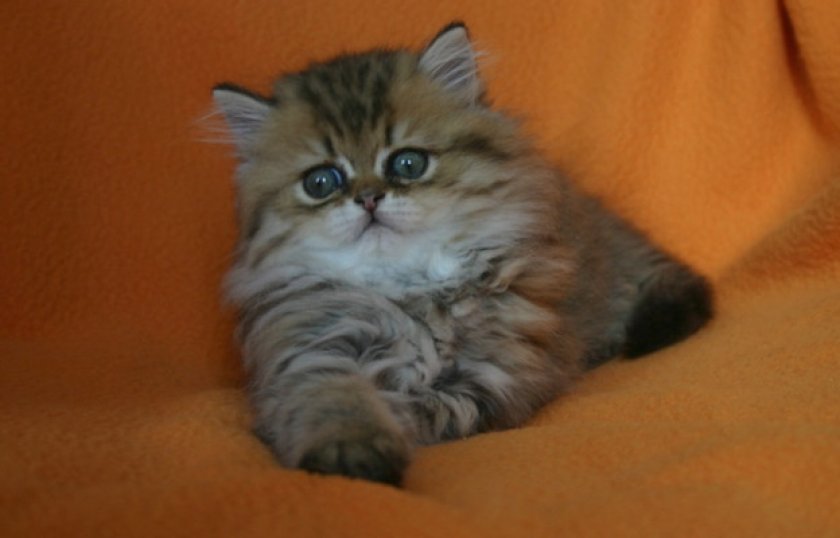 Содержание