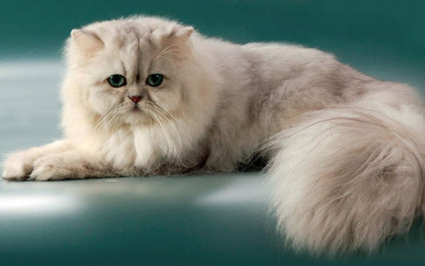 Питание и рацион