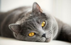 Овариоэктомия