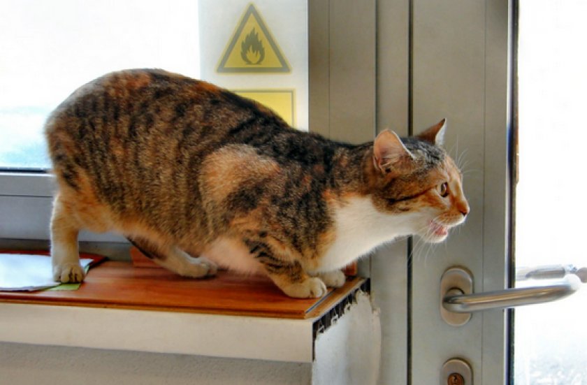 Овариоэктомия