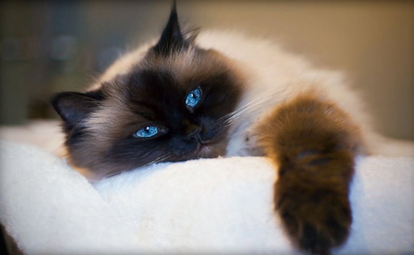 Овариоэктомия