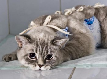 Овариоэктомия — искусственное прекращение функций половых желез