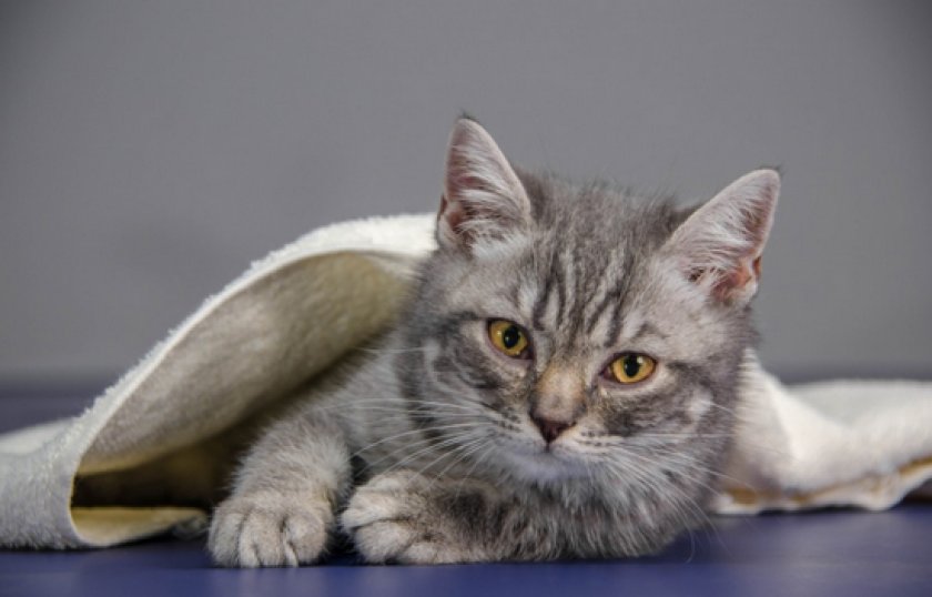 Овариоэктомия