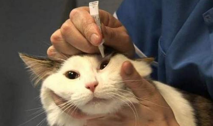 Овариоэктомия