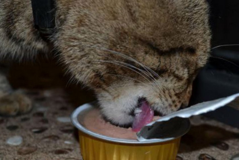 Овариоэктомия