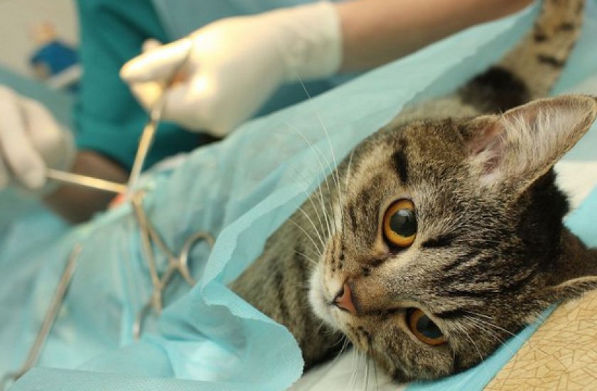 овариоэктомия