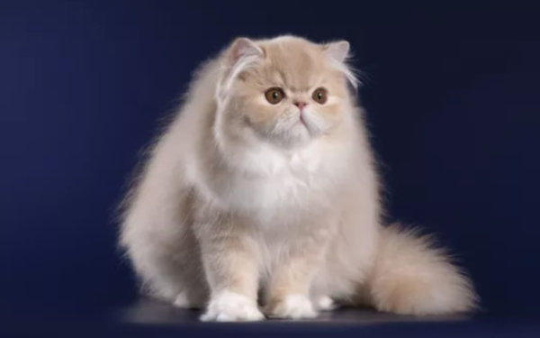 Порода кошек персидская шиншилла описание и характер