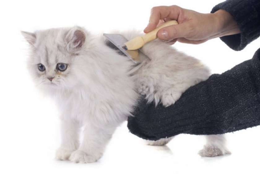 Груминг и гигиена