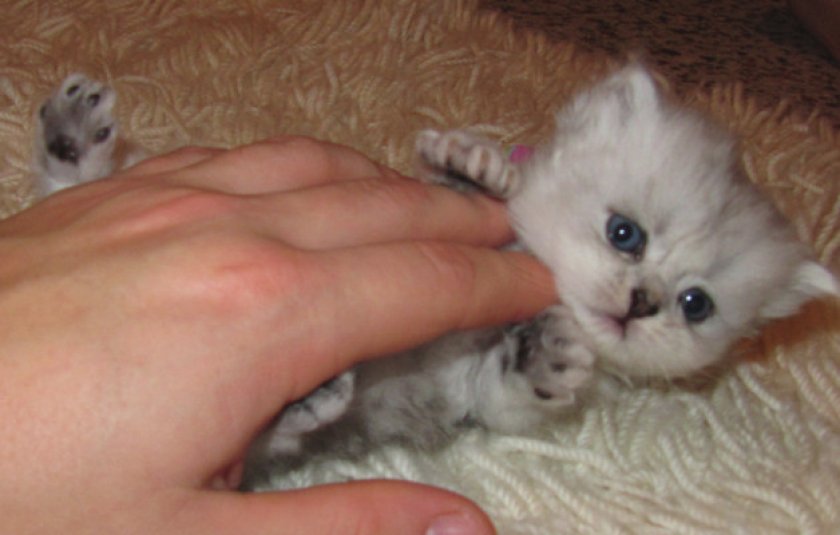 Отношение к дрессировке