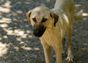 собака собака