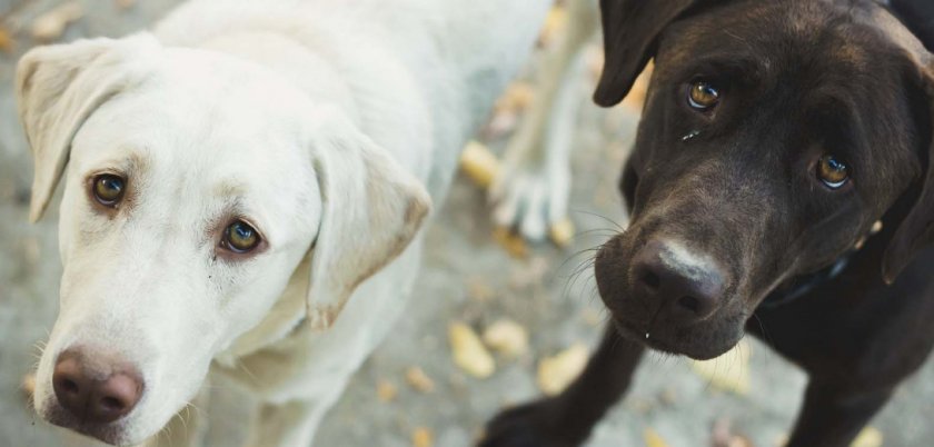 собаки собаки
