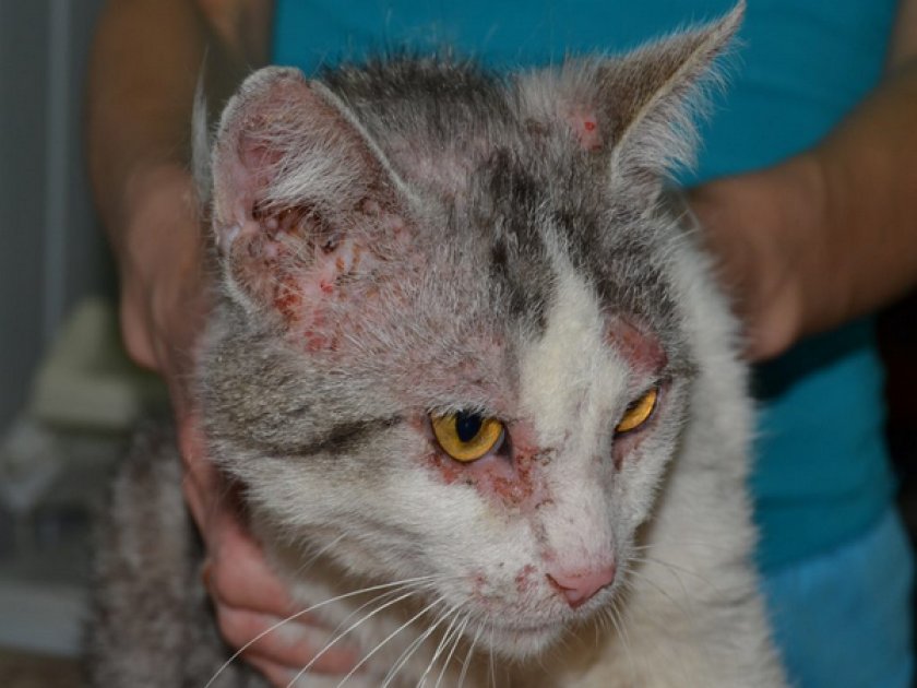 Аллергическая реакция у кота Аллергическая реакция у кота