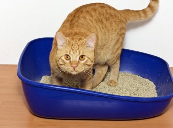 Что делать, если у кота в кале кровь