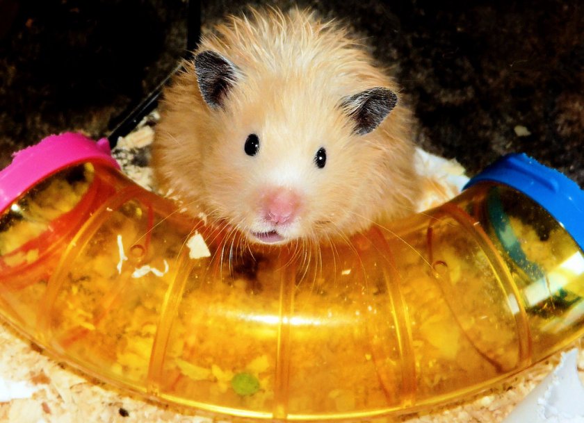 Сирийский хомяк